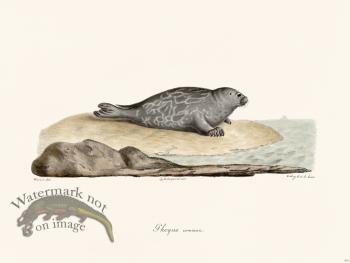 Cuvier 415 Common Themes